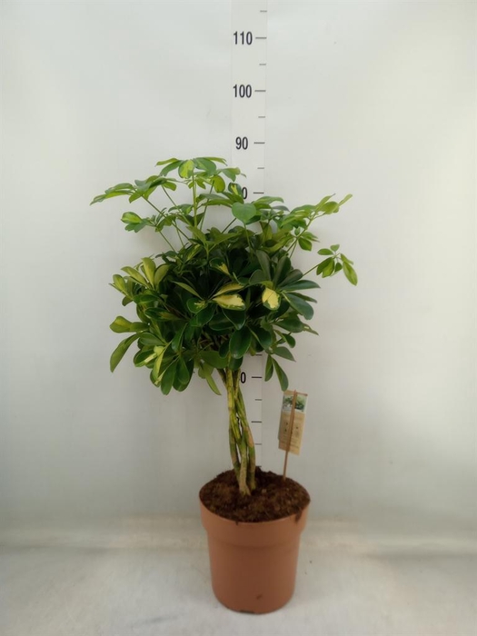 <h4>Schefflera arbor. 'Gold Capella'</h4>
