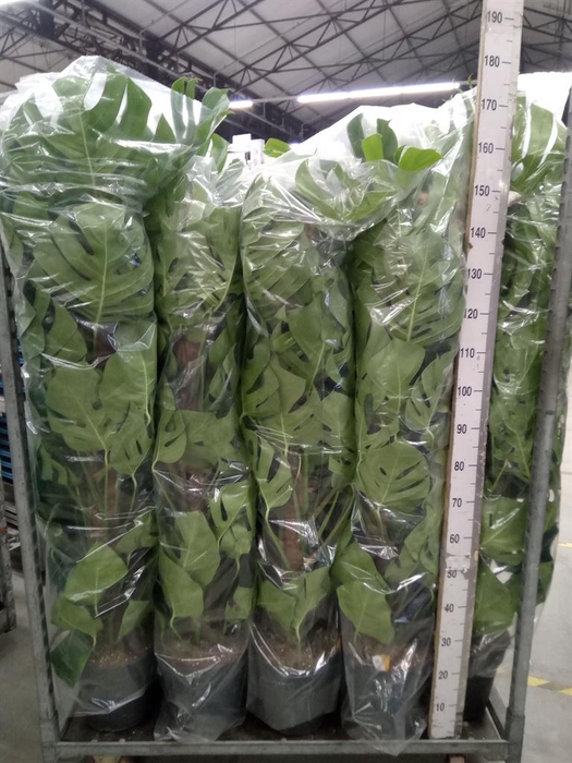 <h4>Monstera pertusum</h4>