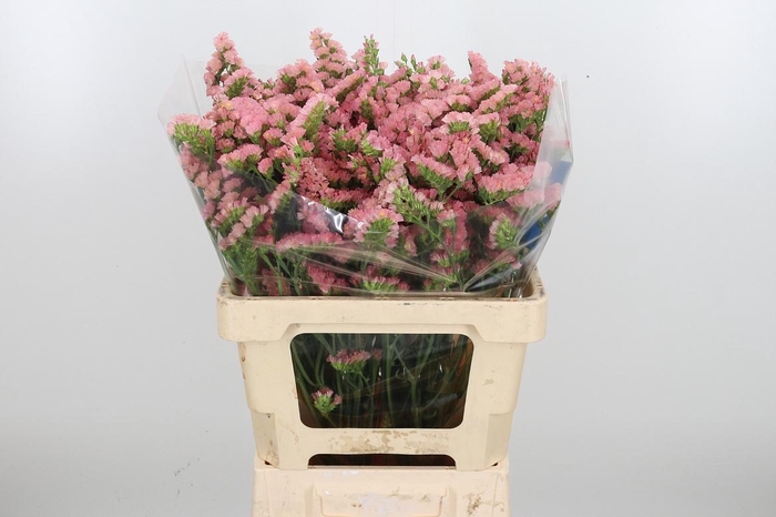 <h4>Lim S Emma Peach+</h4>