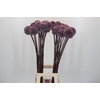 Allium Summer Drummer