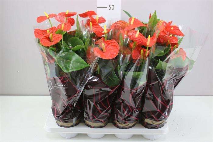 <h4>Anth An Sierra Orange</h4>