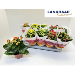 KAL GE PERF GEM 5 KL