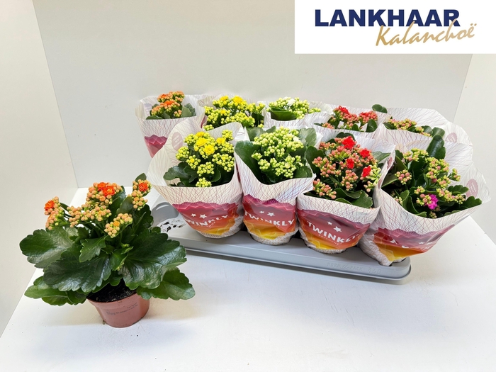 <h4>KAL GE PERF GEM 5 KL</h4>