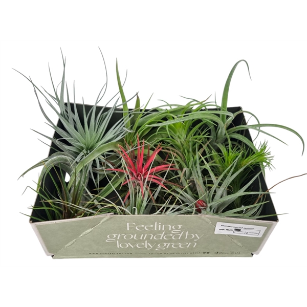 <h4>Tillandsia mix x12 exclusif</h4>