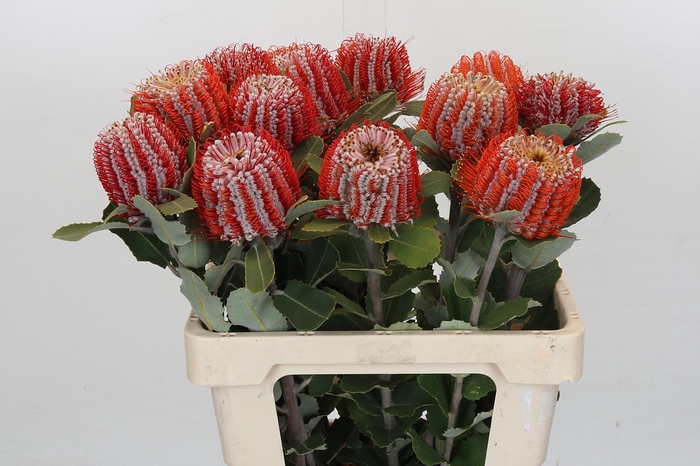 <h4>Banksia Coccinea</h4>