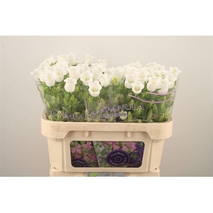 Campanula Med Champ White