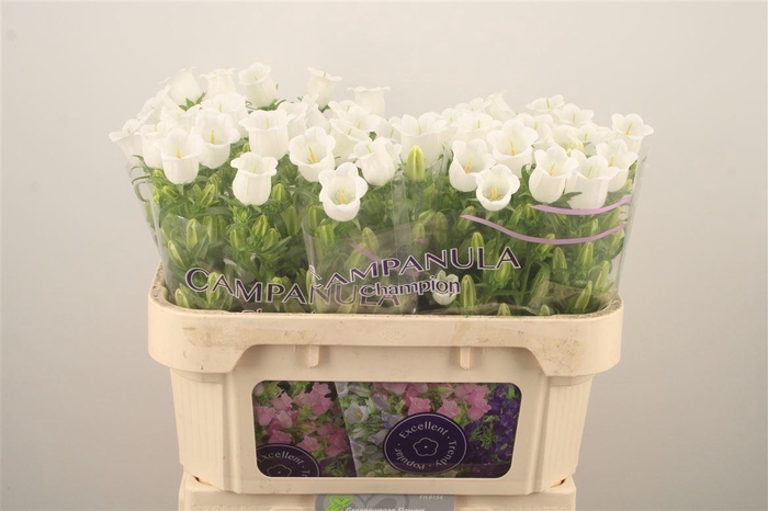 <h4>Campanula Med Champ White</h4>