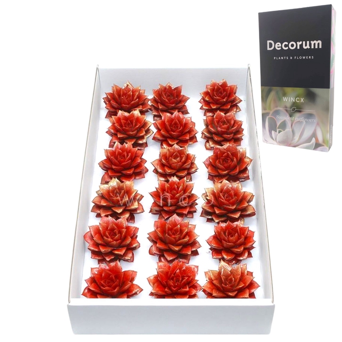<h4>Echeveria Purpurea Sparkling Paint Red Cutflowers</h4>