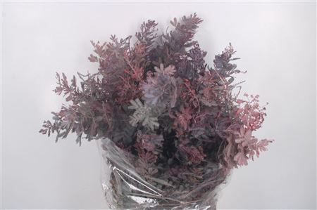 <h4>Acacia Balayana Red Per Bunch</h4>