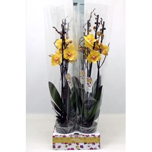 Phalaenopsis   ...yellow
