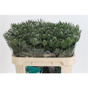Eryngium Sirius Qstar