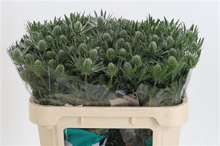 <h4>Eryngium Sirius Qstar</h4>