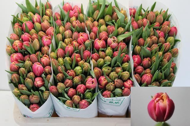 <h4>TU DU COLUMBUS</h4>