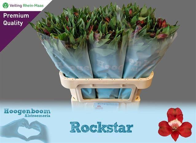 <h4>ALSTR ROCKSTAR</h4>