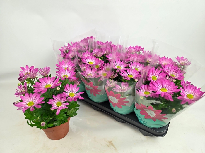 <h4>CHRYS RAINB ROSY</h4>