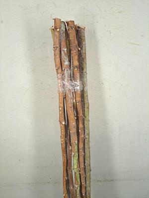 <h4>Eucalyptus Stam (130 Cm)</h4>