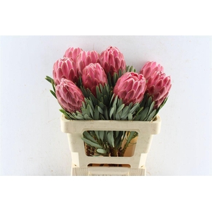 PROTEA VENUS
