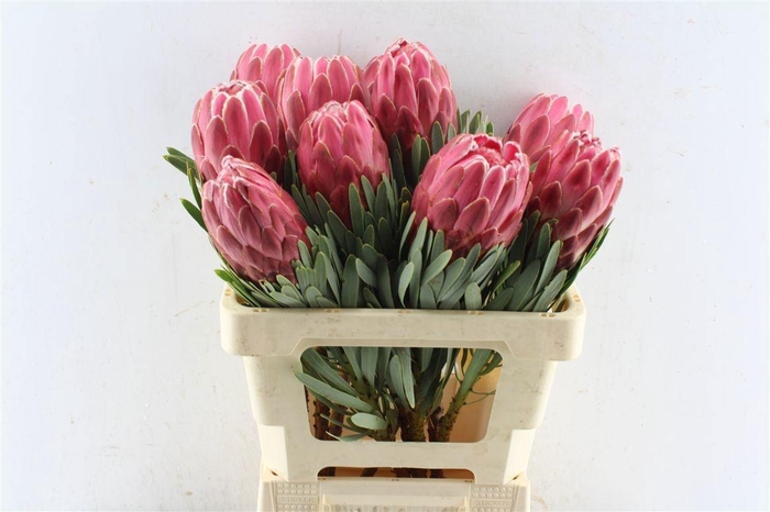 <h4>PROTEA VENUS</h4>