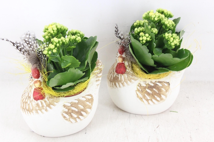 <h4>arr2 PL - Ker. kip v3</h4>