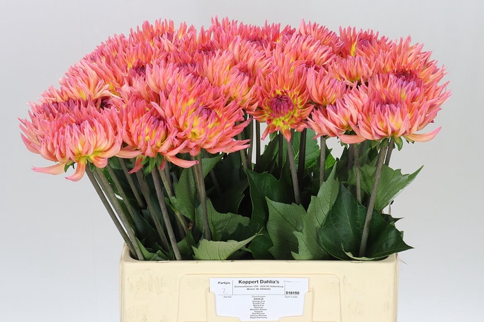 <h4>Dahlia Karma Sangria</h4>