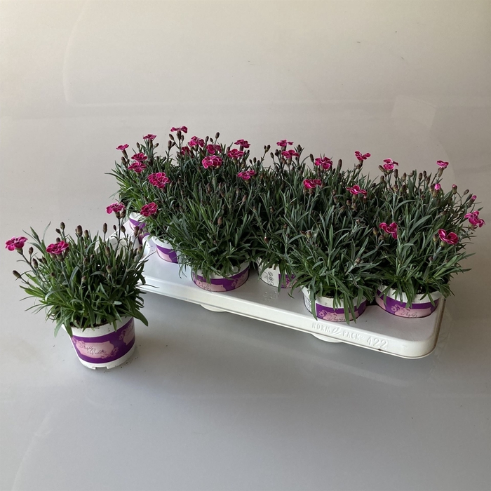 <h4>Dianthus  'Diantica Purple Wedding'</h4>