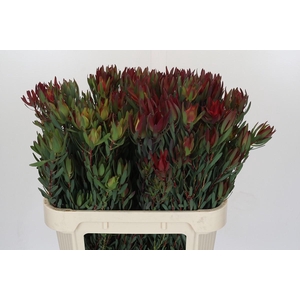 Leucadendron Blush Spray
