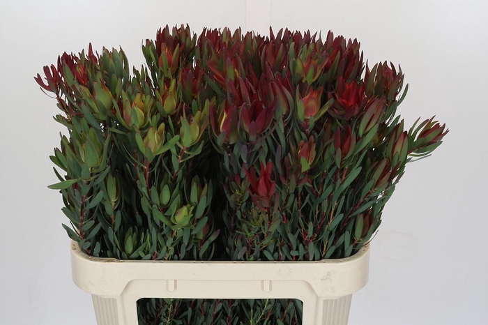 <h4>Leucadendron Blush Spray</h4>