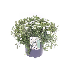 Arenaria montana Blizzard Compact