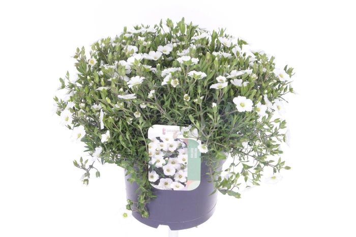 <h4>Arenaria montana Blizzard Compact</h4>