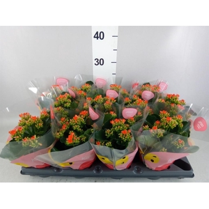 Kalanchoe  'Riley'