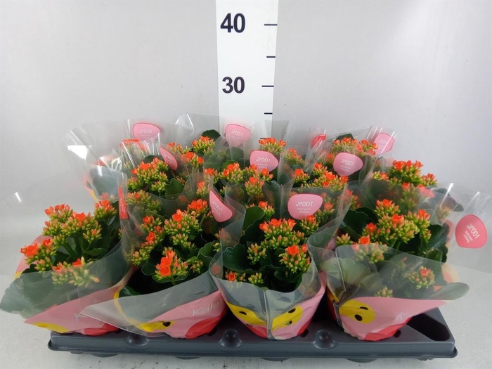 <h4>Kalanchoe  'Riley'</h4>