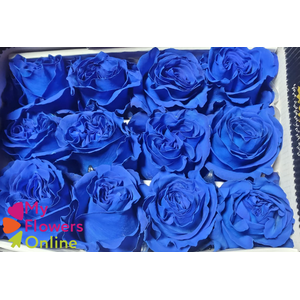 R Gr Tinted Golden blue 50cm EC