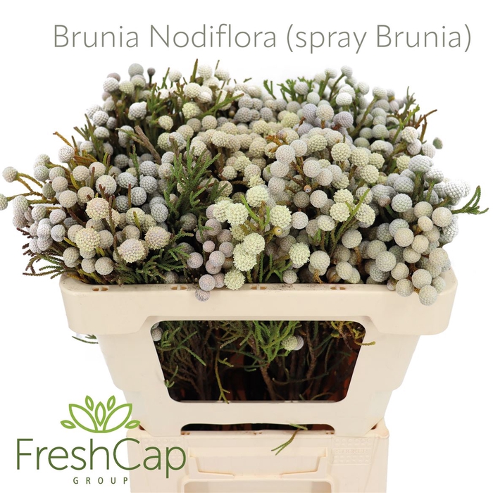 <h4>Brunia Nodiflora (spray Brunia)</h4>