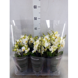 Phalaenopsis multi. 'Ant Lausanne'