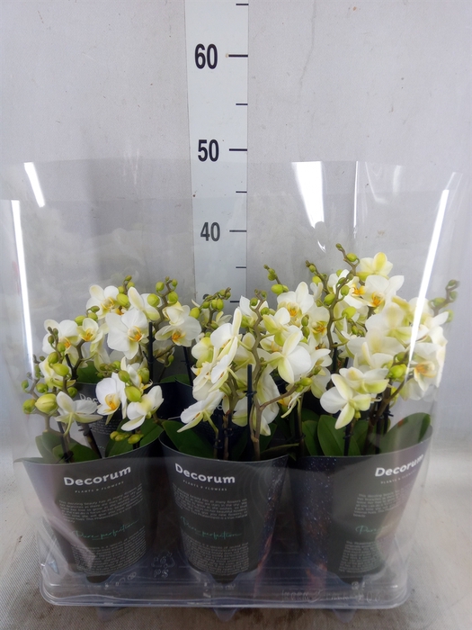 <h4>Phalaenopsis multi. 'Ant Lausanne'</h4>