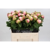 Paeonia Colonel Owen Cousins