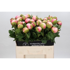 Paeonia Colonel Owen Cousins