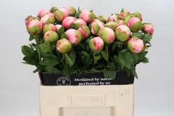 <h4>Paeonia Colonel Owen Cousins</h4>