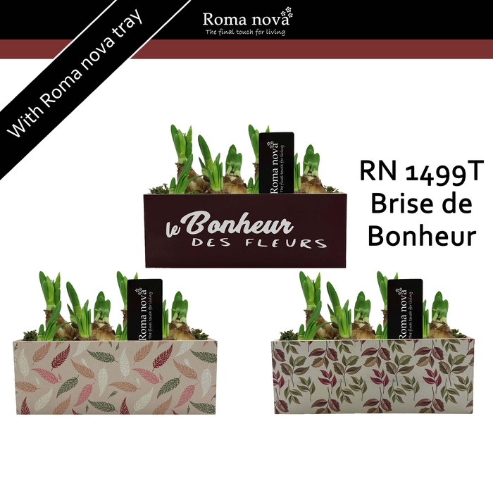 <h4>1499T - Brise de Bonheur (Tete a Tete)</h4>