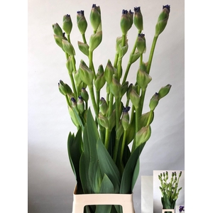 IRIS BUITEN OV