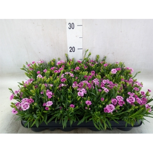 Dianthus  'Pink Kisses'