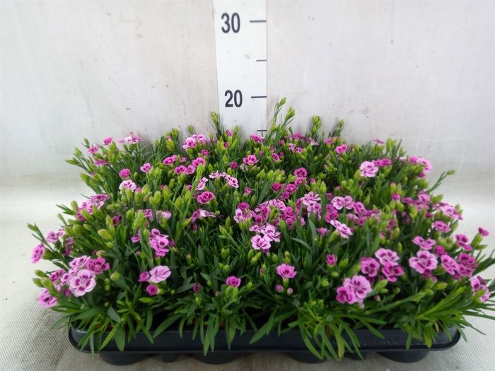 <h4>Dianthus  'Pink Kisses'</h4>