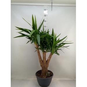 Yucca elephantipes   ...