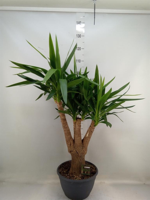 <h4>Yucca elephantipes ...</h4>