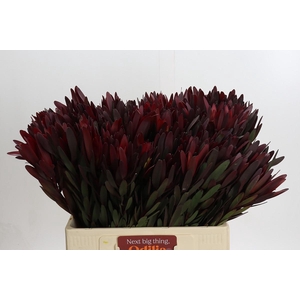 Leucadendron Saf Sunset Dark Red