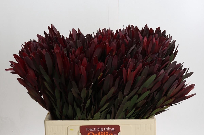 <h4>Leucadendron Saf Sunset Dark Red</h4>