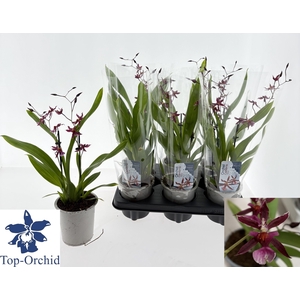 ONCIDIUM OV