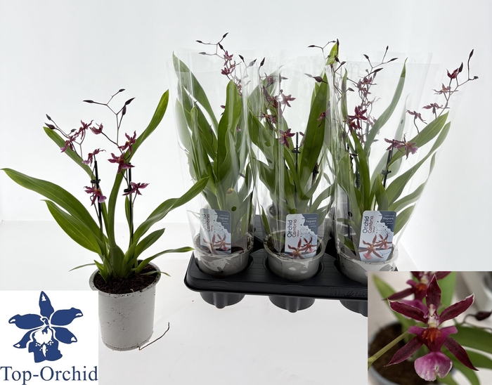 <h4>ONCIDIUM OV</h4>