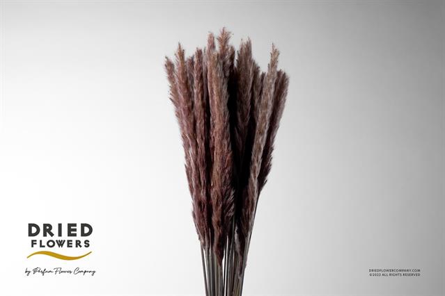 Dried Cortaderia Fluffy Natural