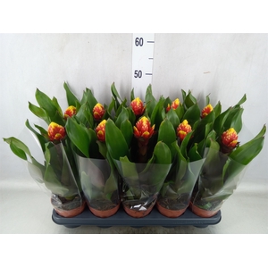 Guzmania  'Crown'